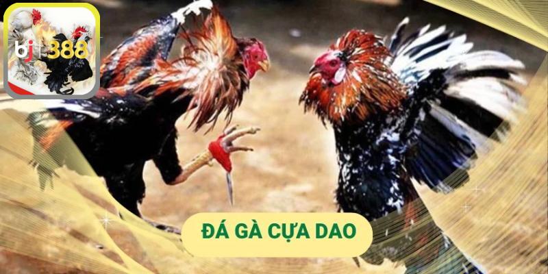 Chọi gà cựa dao Việt Nam